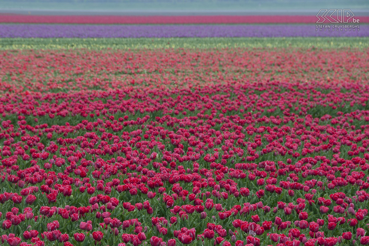 Flowering tulip fields in Zeeland In spring a lot of tulip fields are flowering in Zeeland (The Netherlands). I went there and on an early morning I started photographing these magnificent display of colours. Stefan Cruysberghs